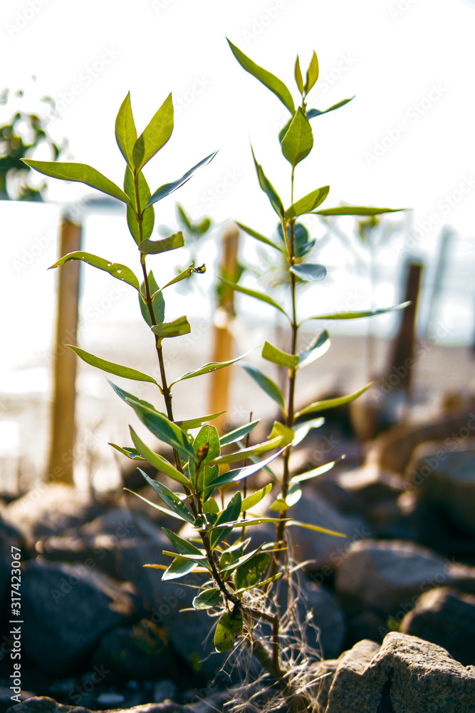 Obraz premium The plant growing up on stone rock near jetty