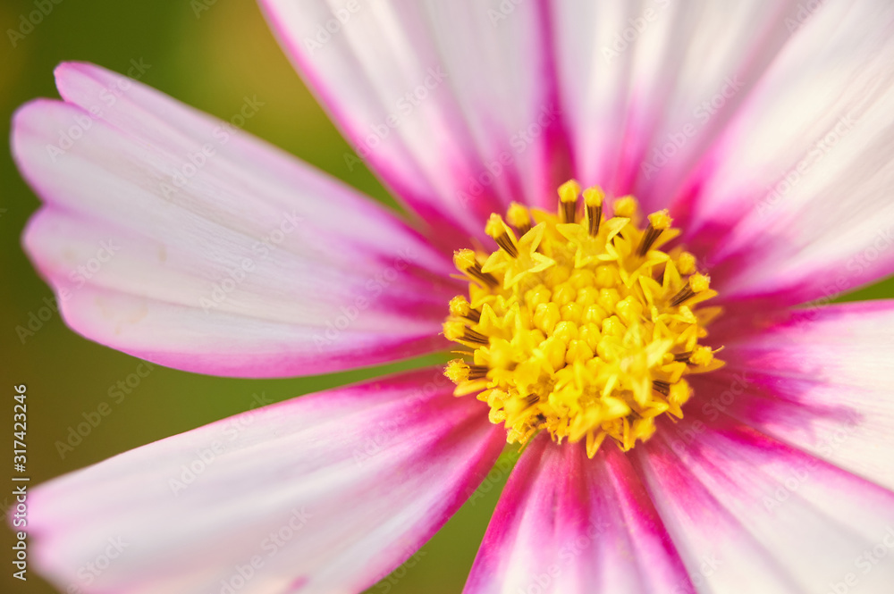 White cosmos flower