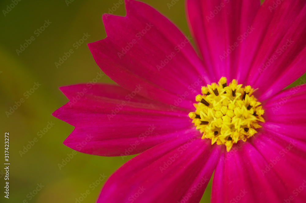 Dark pink cosmos flower