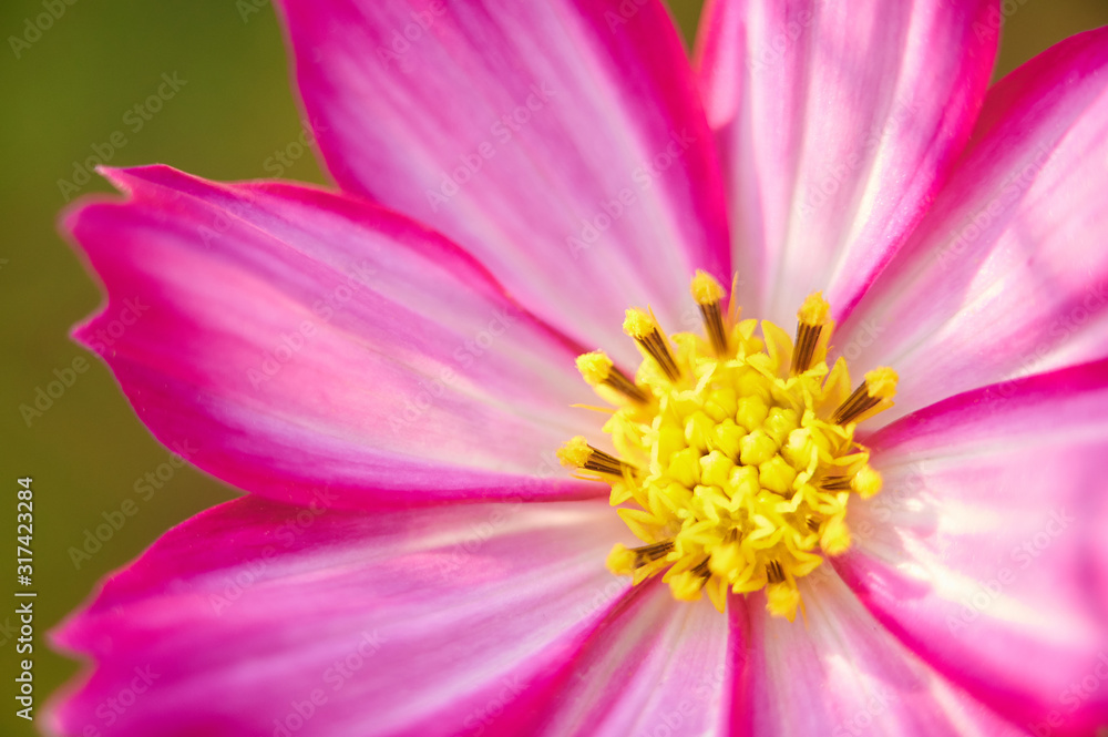 Cosmos flower pink