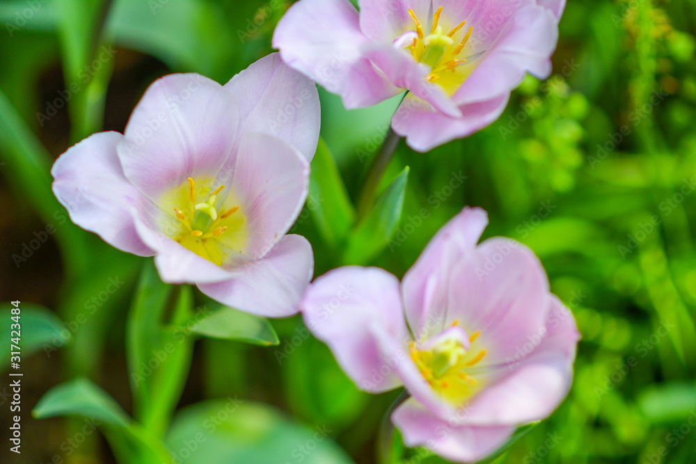 Beautiful flowers in the garden. Beautiful flowers in the garden.