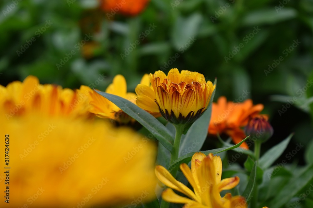 Fototapeta premium Flower wallpaper HD gardening 