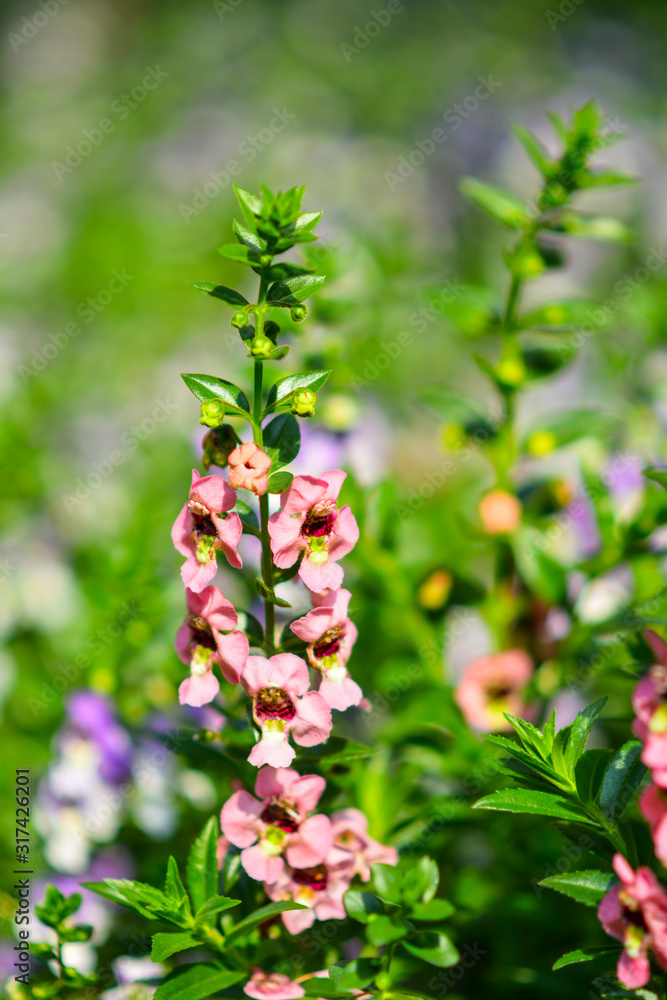 Beautiful flowers in the garden. Beautiful flowers in the garden.