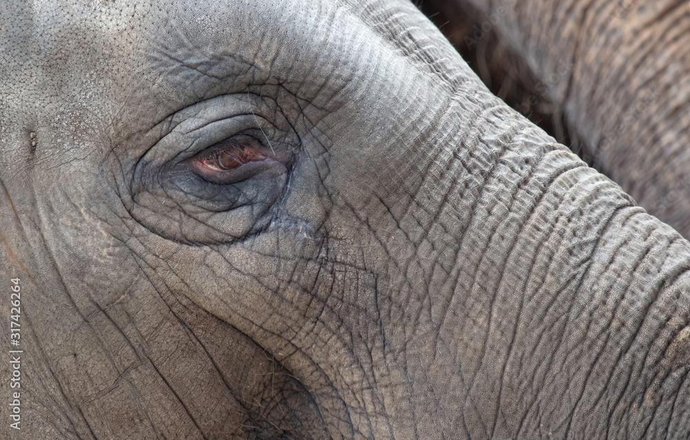 Close-up of an Asian elephant Close-up of an Asian elephant