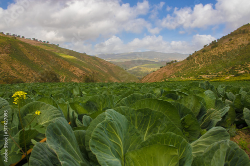 the cabbage crops in one of Jordanian farms © mohammad