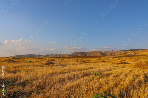 the yellow grass in the autumn season