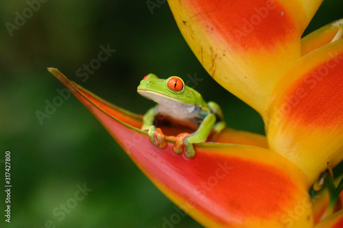 Red-eyed Tree Frog, Agalychnis callidryas, animal with big red eyes, in the nature habitat, Panama. Beautiful frog in the forest, exotic animal from central America on the red flower.