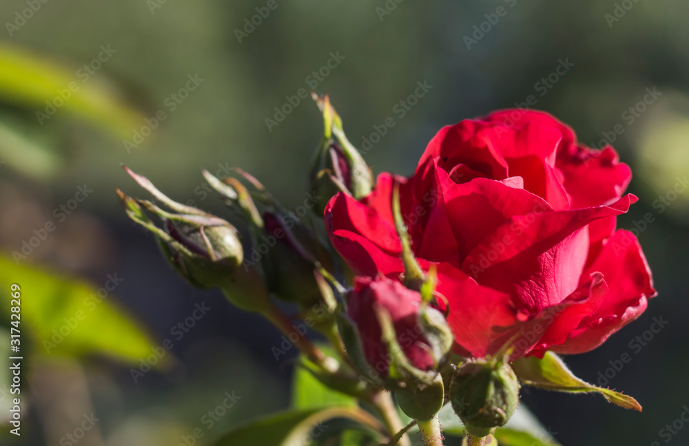 a red rose with buds grows in the garden against a background of green foliage