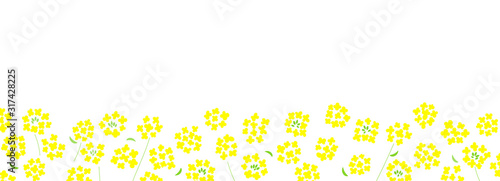 菜の花　背景素材