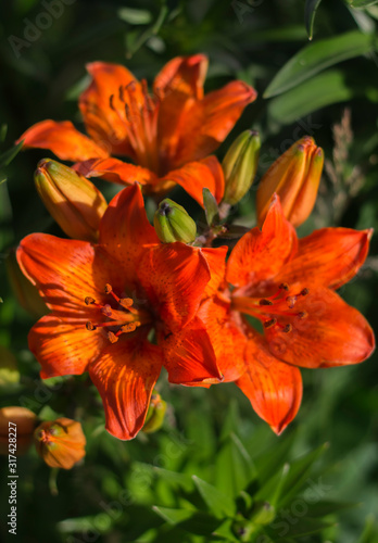orange Lily flowers growing in the garden on a background of greenery