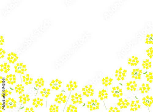菜の花　背景素材