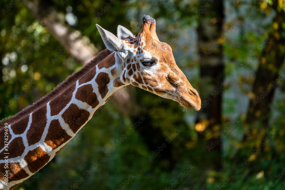 Obraz premium The giraffe, Giraffa camelopardalis is an African mammal