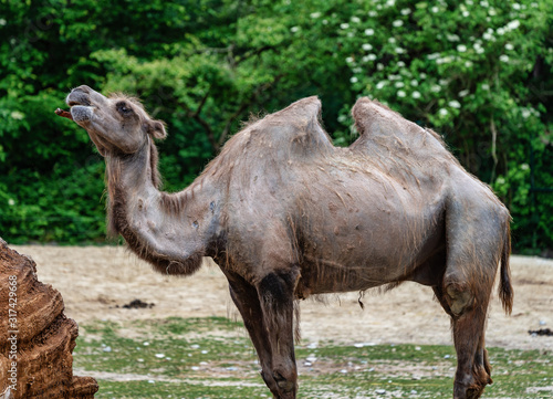 Bactrian camel, Camelus bactrianus in a german zoo © rudiernst