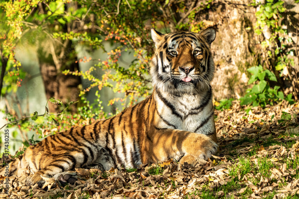 The Siberian tiger,Panthera tigris altaica in the zoo The Siberian tiger,Panthera tigris altaica in the zoo