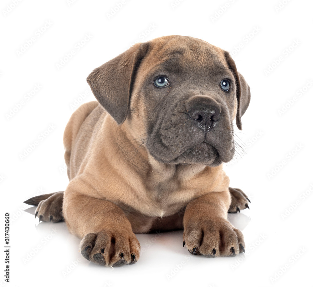 puppy cane corso