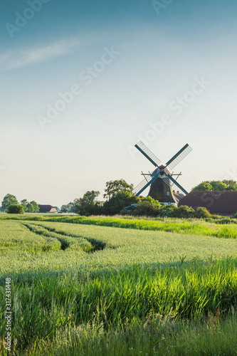 Windmühle Seriemer Mühle und Weizenfeld in ländlicher Umgebung, Ostfriesland, Niedersachsen, Deutschland