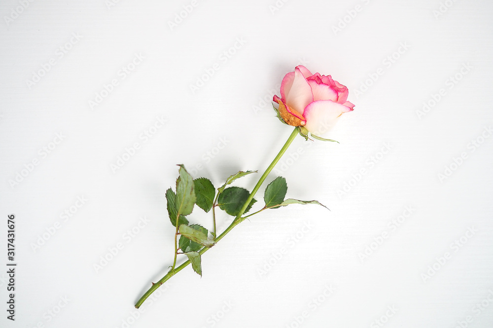  One rose, on a white background, a rose in a vase, a pink rose, Valentine's Day, February 14