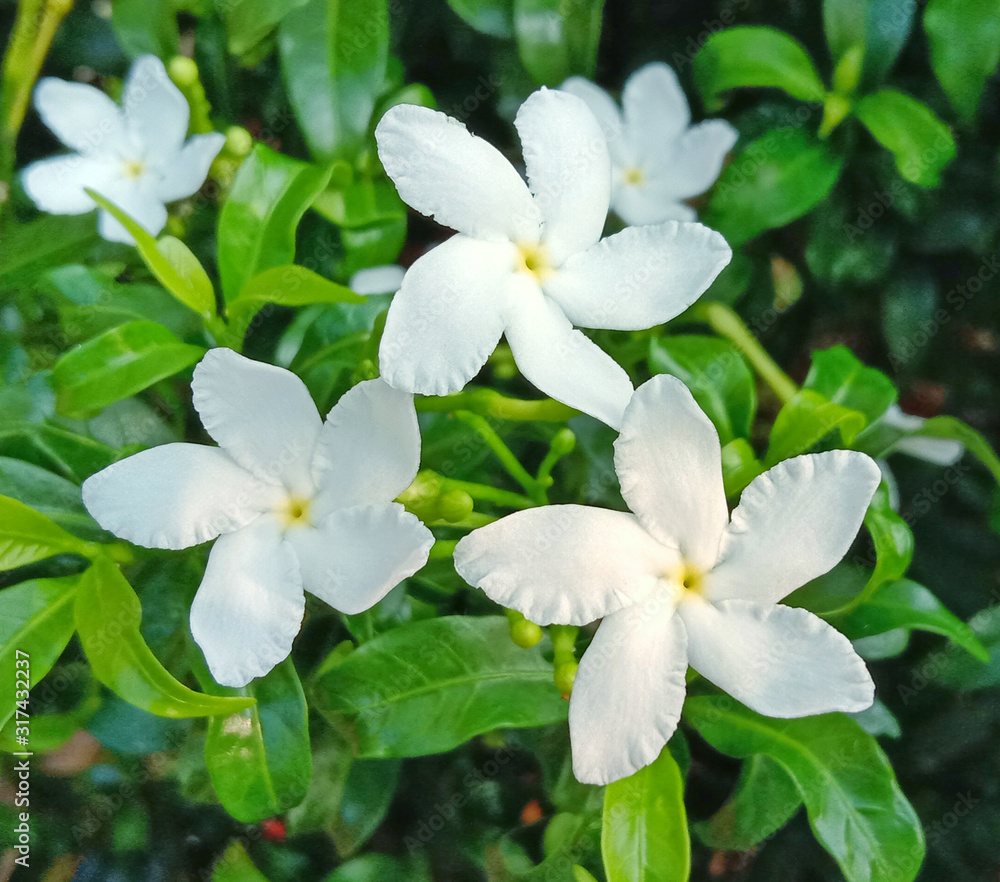 White Jasminum Polyanthum White Jasminum Polyanthum