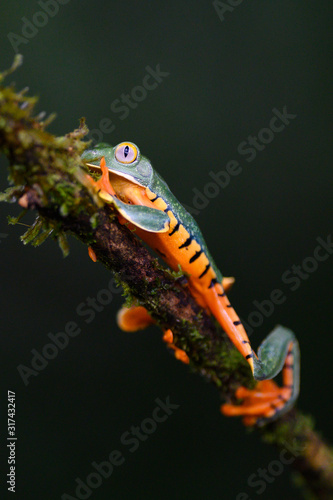 Splendid tree frog or splendid leaf frog (Cruziohyla calcarifer). A beautiful frog with tiger stripes. Barbilla national park, Costa Rica.