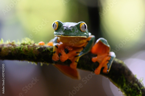 Splendid tree frog or splendid leaf frog (Cruziohyla calcarifer). A beautiful frog with tiger stripes. Barbilla national park, Costa Rica.