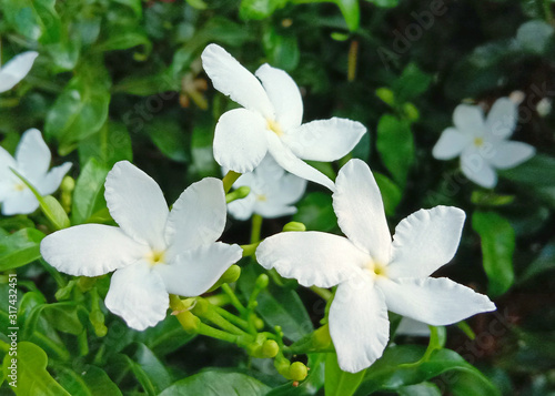 White Jasminum Polyanthum