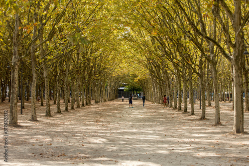 Public garden along Place des Quinconces, Bordeaux France, with a canopy of green trees. © wjarek