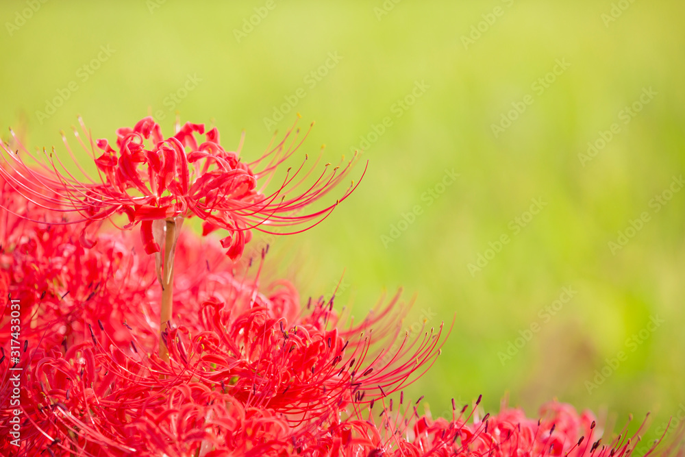 満開の曼殊沙華と収穫間近の稲