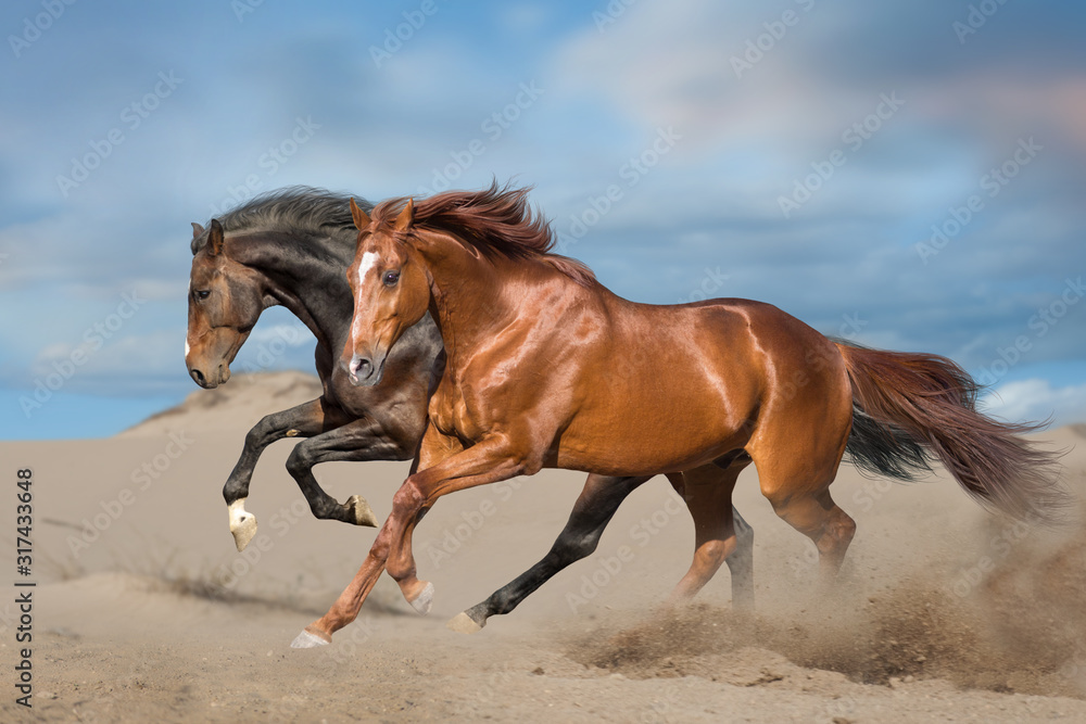 Fototapeta premium Horses run in sandy field