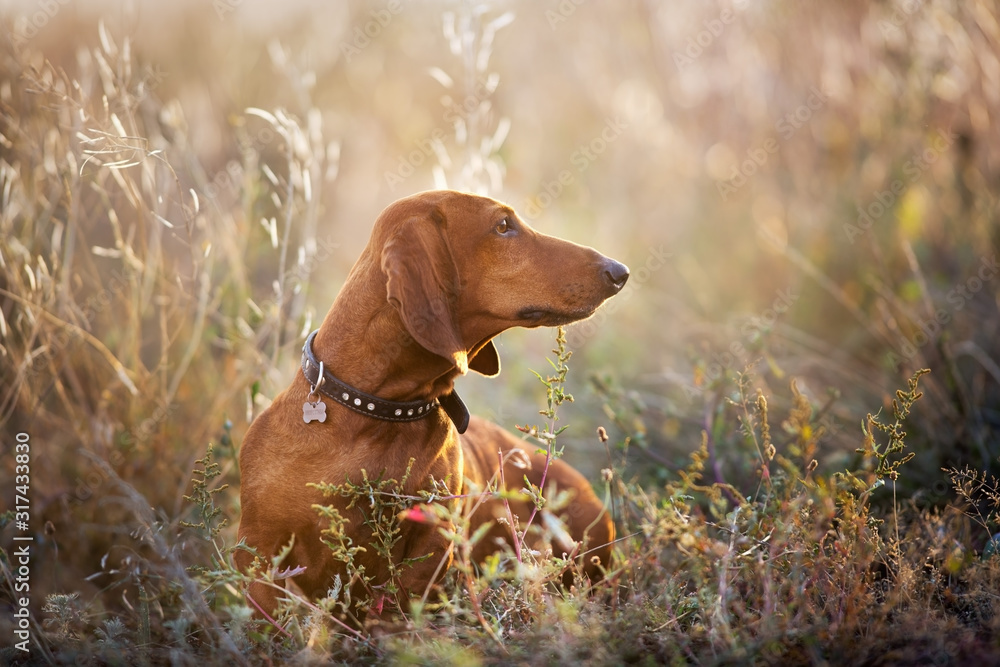 Wiener dog portrait on autumn landscape at sunrise