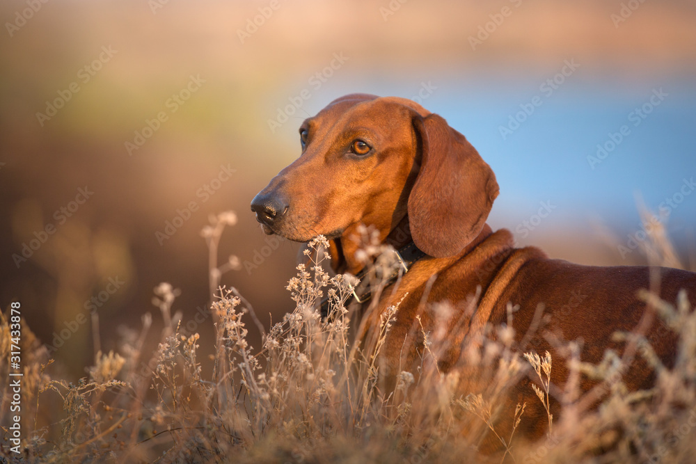 Wiener dog portrait on autumn landscape at sunrise