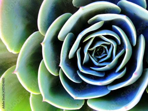 closeup of blue-green succulent rosette