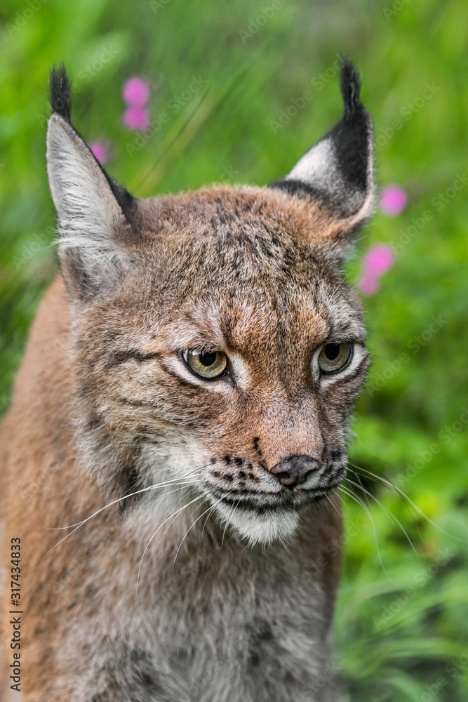 Obraz premium Portret szczegół ryś euroazjatycki (Lynx lynx)