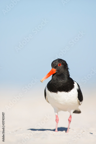 Obraz na płótnie Eurasian oystercatcher (Haematopus ostralegus)  Helgoland - Germany, red beak, The wild nature of the North Sea