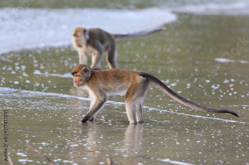 Macaque monkey in Borneo  Malaysia