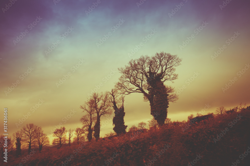 Silhouettes of trees without leaves against a dramatic cloudy sky