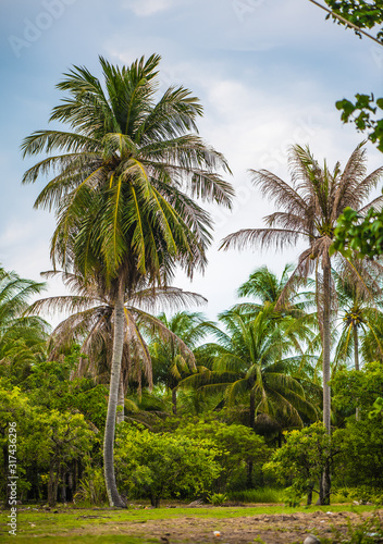 Wallpaper Mural Coconut palms in the wild jungle grow on the beach of a tropical island in the Ocean Torontodigital.ca