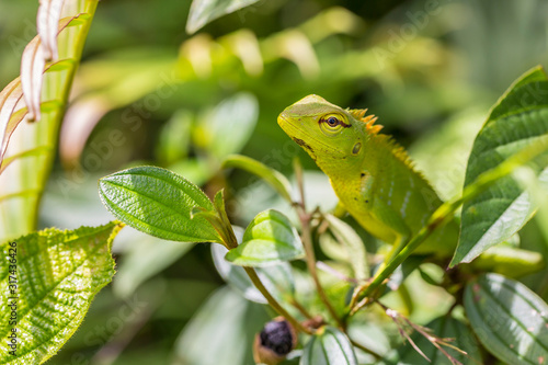 Green forest lizard (Calotes calotes) adamid lizard from Sinharaja Forest , Sri Lanka