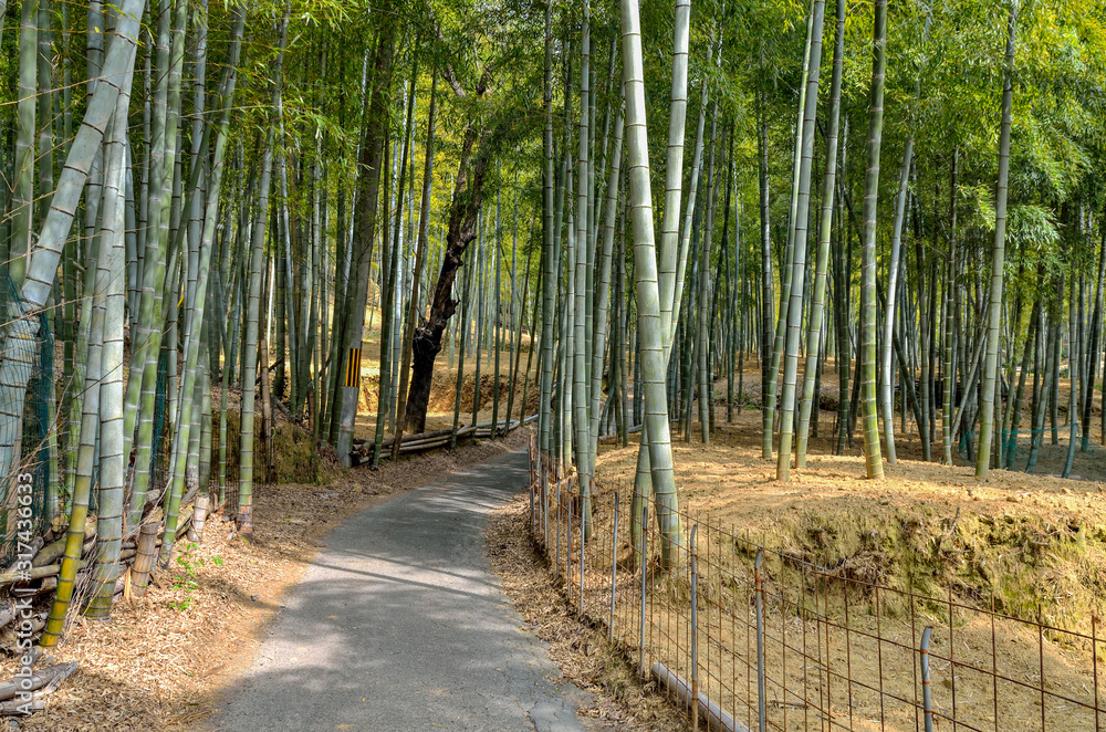 Obraz premium 京都一周トレイル 東山コース