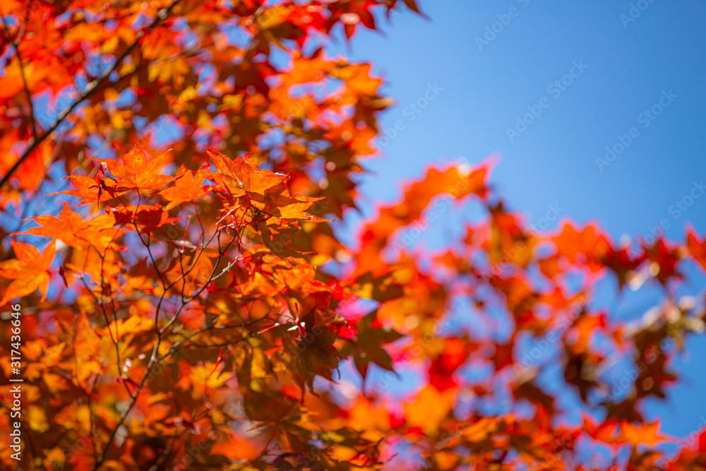 紅葉した楓 紅葉した楓