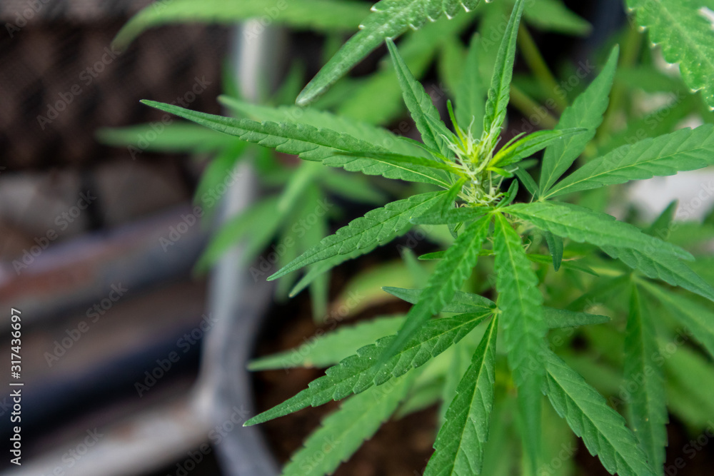 Close up Cultivation of Marijuana tree. Close up Cultivation of Marijuana tree.