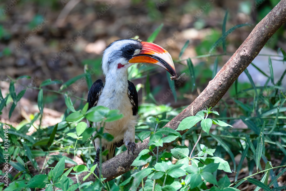 Fototapeta premium bird Von der Deckens Hornbill with insect in beak. Tockus deckeni, Lake Chamo, Arba Minch, Ethiopia wildlife
