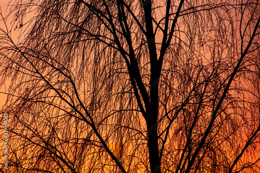 Leafless tree branches in the morning Leafless tree branches in the morning