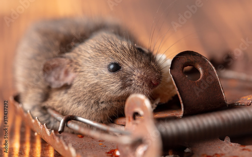 The mouse fell into a mousetrap