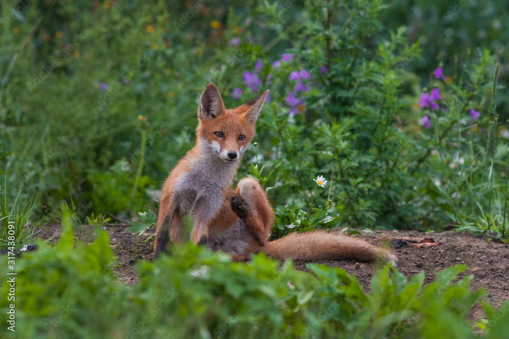  Mammals - European Red Fox (Vulpes vulpes).