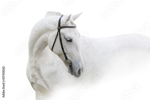 Grey horse with long mane close up portrait on white background. High key image