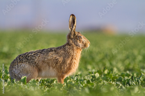 Lepus. Wild European Hare ( Lepus Europaeus ) Close-Up On Green Background. Wild Brown Hare With Yellow Eyes, Sitting On The Green Grass