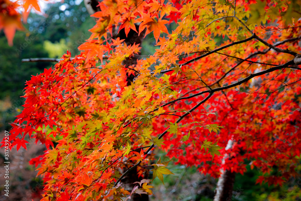紅葉した楓 紅葉した楓