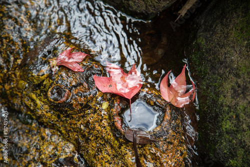 Maple leaf and stream
