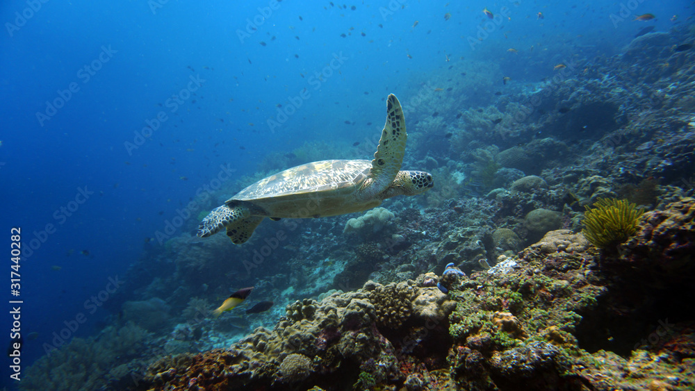 Fototapeta premium large tortoise swims along coral in habitat