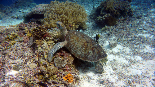 large tortoise swims along coral in habitat